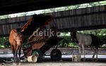 Kuda Delman Diungsikan di Kolong Jembatan