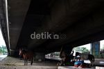Kuda Delman Diungsikan di Kolong Jembatan