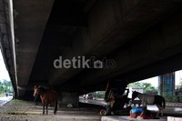 Menurut sang pemilik, kuda tersebut akan dipindahkan jika banjir telah surut.