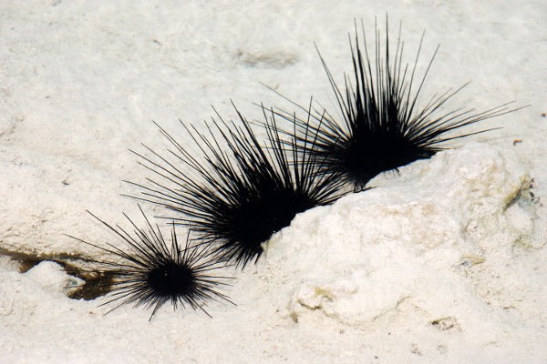 Bulu babi (Thinkstock) Bulu babi (Thinkstock)