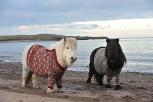 Lucu! Dua Kuda Poni Berbaju Sweater Jadi Ikon Wisata Skotlandia