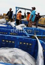 Cuaca Buruk, Tangkapan Ikan Menurun