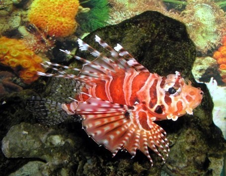  Ikan  Beracun Lionfish  Kini Jadi Santapan Lezat