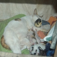 Ajaib, Kucing Melahirkan Anak Ayam