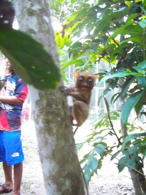 Tarsius Watching di Belitung