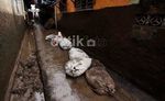 Akibat Banjir Puluhan Rumah Rusak