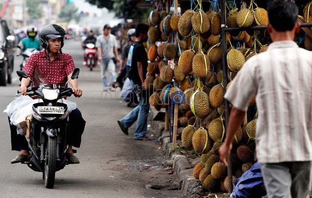 logo aneh dan lucu Pengusaha Anggap Aneh dan Lucu Aturan Larangan Impor Buah logo aneh dan lucu Pengusaha Anggap Aneh dan Lucu Aturan Larangan Impor Buah