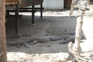 Bertamu ke Rumah Sang Naga Purba
