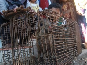 Warga Situbondo Tangkap Babi Ngepet