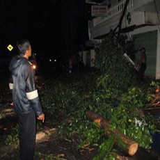 Hujan Deras Robohkan 3 Pohon Besar di Bojonegoro