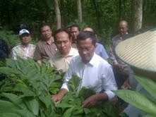 Ini Mainan Baru Dahlan Iskan, Dorong Bisnis Tanaman Porang