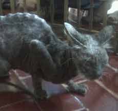 Kucing Pesugihan Ditangkap di Wonocolo, Dokter Hewan: Itu Kucing Biasa