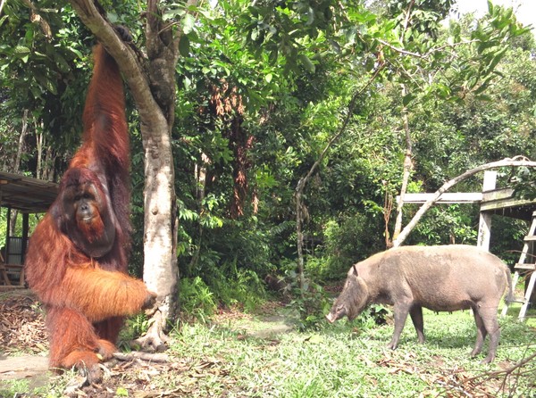 87 Gambar Raja Babi Hutan Terbaik 87 Gambar Raja Babi Hutan Terbaik