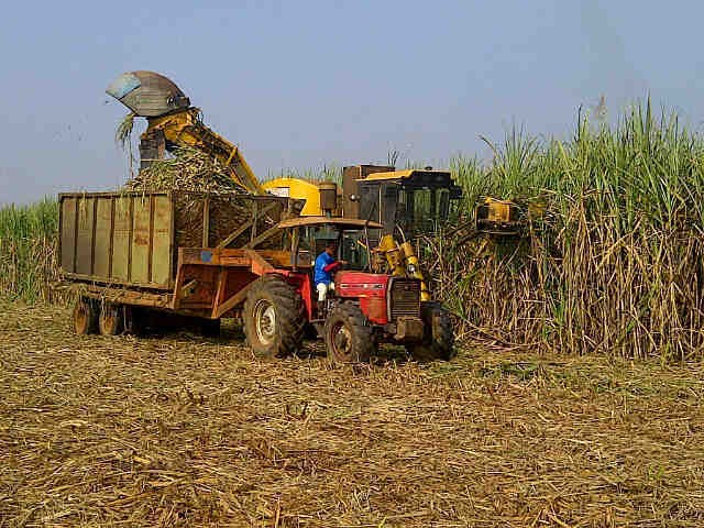 Petani Tebu Risau Ada 3 Pabrik Gula Rafinasi Dibangun Tahun ini