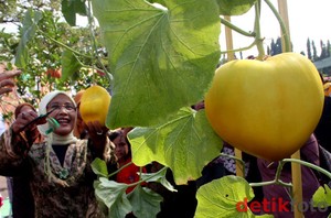 Catat Nih! Jadwal Panen Buah Selama Setahun di Mekarsari