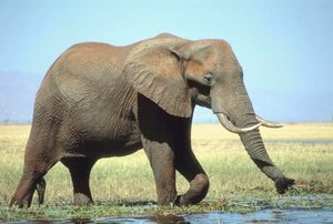 Astaga! Pria Ini Nekat Bikin Tato Belalai Gajah di Kelaminnya