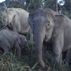 Duh! Sudah 14 Ekor Gajah Kerdil Mati Misterius di Malaysia