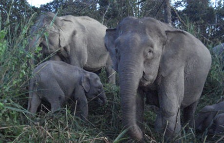 Duh! Sudah 14 Ekor Gajah Kerdil Mati Misterius di Malaysia