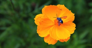 Blue Bee