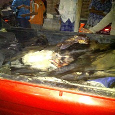 Penjualan Daging Bangkai Sapi Digagalkan