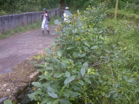 BNN Teliti Tanaman Mirip Ghat Chatinone yang Tumbuh Subur di Puncak