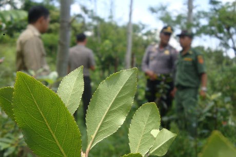 Tanaman Mirip Ghat Chatinone 2 Ha di Baturaden Digaris Polisi