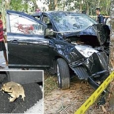 Gara-gara Kodok, Pengendara Mobil di Malaysia Tewas Usai Tabrak Pohon