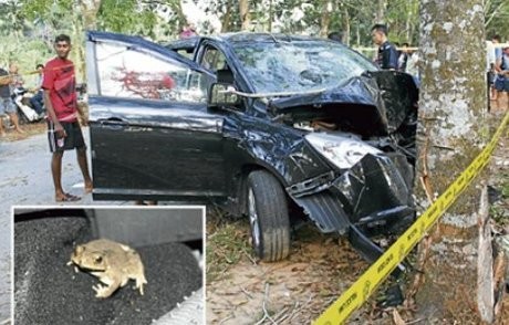 Gara-gara Kodok, Pengendara Mobil di Malaysia Tewas Usai Tabrak Pohon