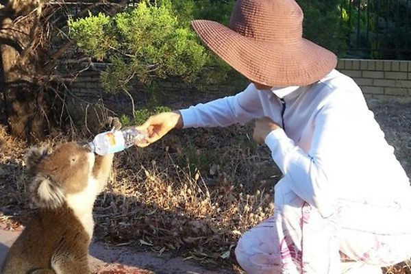 Kasihan, Koala Kehausan Minta Minum dari Pengunjung