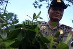 Tanaman Mirip Ghat Chatinone Ditemukan di Banyumas