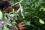 Tanaman Mirip Ghat Chatinone Ditemukan di Banyumas