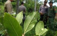 Tanaman dengan ciri-ciri berdaun kecil itu ditanam di lahan warga Desa Karangsalam. Namun lahan tersebut sudah disewa oleh warga keturunan Arab asal Purwokerto selama 3 tahun.