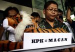 KPK Diberi Macan dan Ayam Sayur