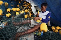 Rata-rata jaring yang diperbaiki miliki panjang 100 meter. mereka bekerja secara berkelompok dan kebanyakan buruh berasal dari pesisir pantai utara Pulau Jawa.