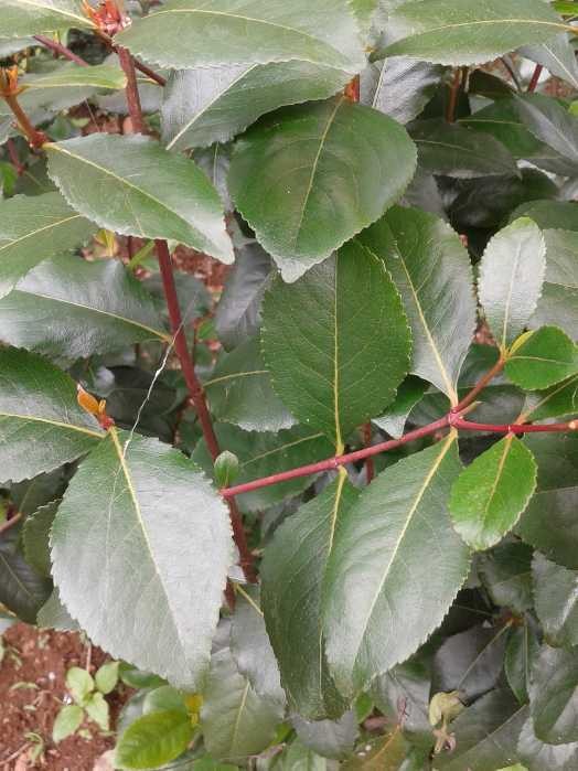 BNN Usul Ghat Cathinone di Puncak Diganti Tanaman Lain