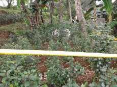 Pemilik 300 m2 Ghat Cathinone di Puncak Raup Hingga Rp 15 Juta/Bulan