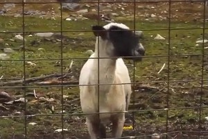 Kambing Menang Lomba Teriak Berhadiah Liburan ke Norwegia