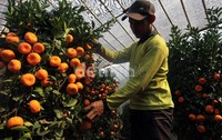 Seorang pekerja merawat jeruk Chusa dan Kumquat  sebelum dikirim ke pemesan di Kawasan Meruya, Jakarta Barat.    .