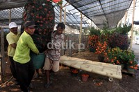      Sebanyak empat kontainer jeruk Imlek didatangkan dari China untuk  memenuhi permintaan pesanan di wilayah Jakarta, Solo dan Surabaya.