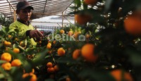 Buat warga Tionghoa, kalau tidak ada buah Jeruk, rasanya kurang lengkap.