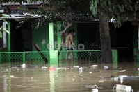 Sebagian warga memilih untuk bertahan di rumahnya yang terendam banjir.