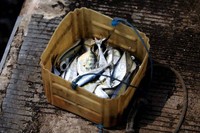 Warga menunjukkan hasil memancing.