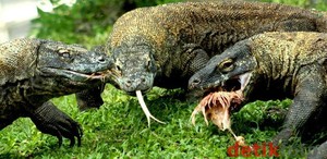 Masuk ke Dalam Kantor, Komodo Serang 2 Penjaga Taman Nasional