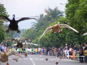 Catat Nih, Festival-festival Seru di Sumbar Selama 2013