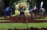 Mempercantik Taman di Jalan Merdeka Selatan