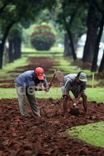 Mempercantik Taman di Jalan Merdeka Selatan