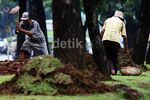 Mempercantik Taman di Jalan Merdeka Selatan