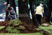 Sejumlah pekerja mencakul rumput yang telah rusak.