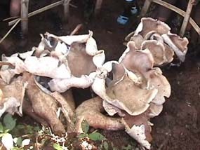 12 Jamur Raksasa Hebohkan Warga di Trenggalek