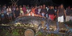 Diduga Pemakan Manusia, Buaya Raksasa Mati di Filipina